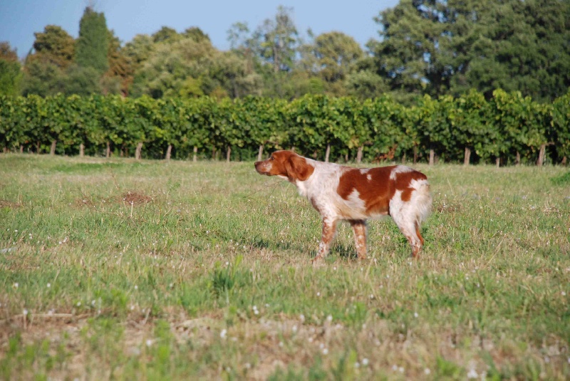 Dane du Domaine de Bres