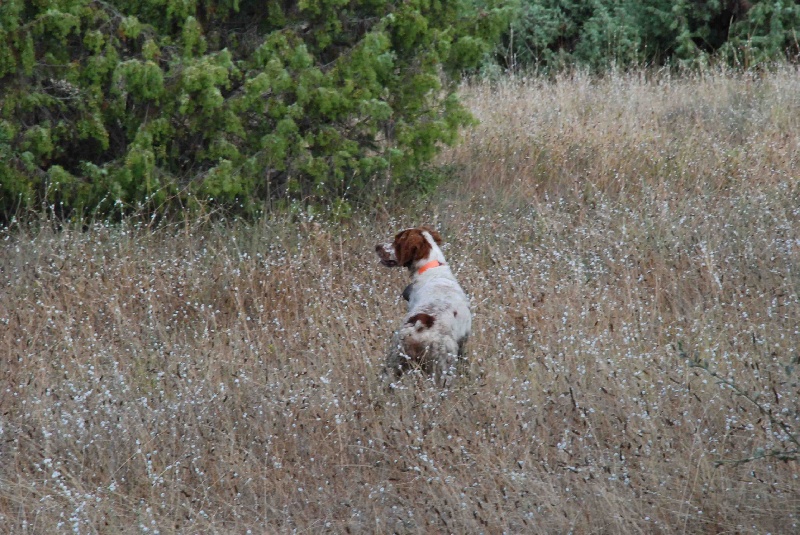 Chasse